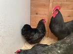 Haan met 2 hennen zwarte australorp, Dieren en Toebehoren