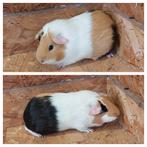 Cavia's. Us teddy cavia, Dieren en Toebehoren, Knaagdieren, April, Cavia