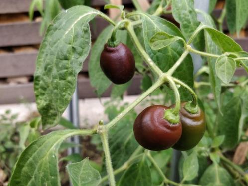 Peperzaden MINI ROCOTO BROWN (20 stuks), Tuin en Terras, Bloembollen en Zaden, Zaad, Voorjaar, Volle zon, Verzenden