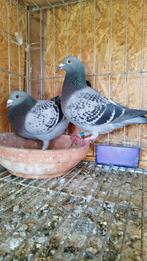 pigeon voyageur, Animaux & Accessoires, Oiseaux | Cages & Volières, Enlèvement ou Envoi