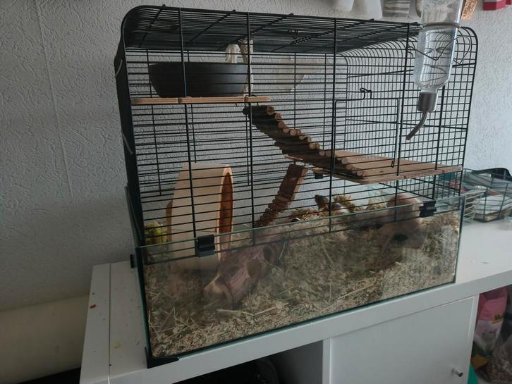 2 dwergratjes, Dieren en Toebehoren, Knaagdieren en Konijnen | Hokken en Kooien, Zo goed als nieuw, Kooi, Ophalen of Verzenden