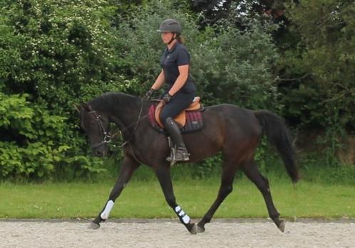 5 jarige allround zwarte merrie, Animaux & Accessoires, Chevaux, Jument, L, 160 à 165 cm, 3 à 6 ans, Cheval de dressage, Avec pedigree