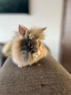 Leeuwenkopje, Dieren en Toebehoren, Vrouwelijk, Dwerg, 0 tot 2 jaar