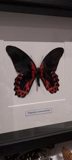 Cadre papillon rouge et noir, Autres types, Insecte, Enlèvement ou Envoi, Neuf