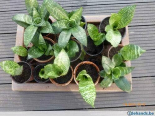 Aloë vera - Sanseveria - Pannekoekenplant - Cactus, Huis en Inrichting, Kamerplanten, Vetplant, Groene kamerplant, In pot, Ophalen of Verzenden