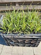 Carex morrowii, Japanse zegge, Tuin en Terras, Planten | Tuinplanten, Ophalen