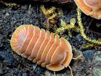 Cubaris sp. ‘Giant Nguyen’ (Crabby), Dieren en Toebehoren, Overige soorten