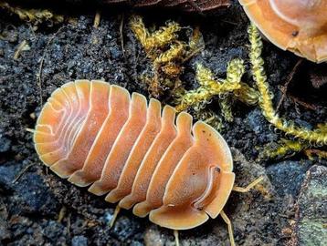 Cubaris sp. ‘Giant Nguyen’ (Crabby) beschikbaar voor biedingen