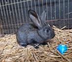 2 laatste.vlaamse reuzen zoeken een nieuw, Dieren en Toebehoren, Konijnen, Mannelijk, Groot, 0 tot 2 jaar
