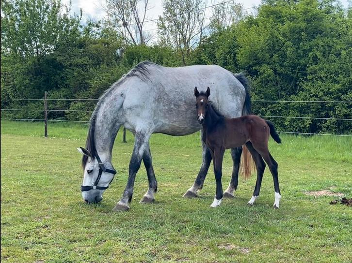 Drachtige fokmerrie te koop️, Dieren en Toebehoren, Paarden en Pony's | Dekhengsten en Fokmerries, Merrie