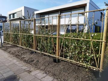 GROENE PRIVACY SCHERMEN voor tuin en terras beschikbaar voor biedingen