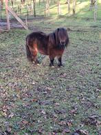 2 zeer mooie schetlanders merries