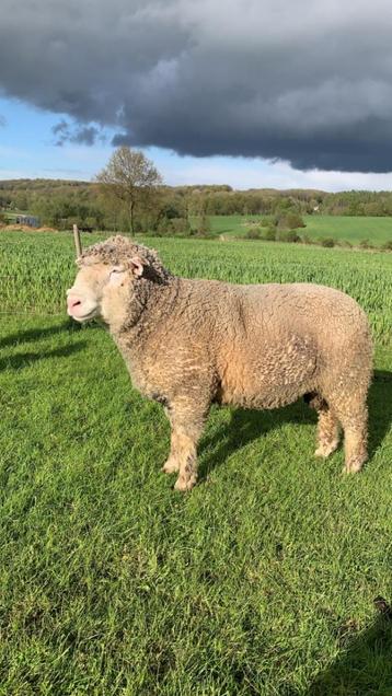 Bélier moutons Île de France