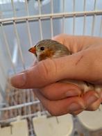 Man witborst zebravink, Dieren en Toebehoren, Vogels | Overige Vogels, Mannelijk, Tropenvogel
