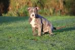 American Bully pups - grote type- 3 teefjes - goed opgevoed, België, Overige rassen, 8 tot 15 weken, Meerdere