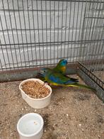 Turqouisine parkieten, Bagué