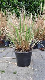 Schizachyrium Scoparium Prairie Blues, Tuin en Terras, Planten | Tuinplanten, Ophalen, Volle zon, Vaste plant, Siergrassen