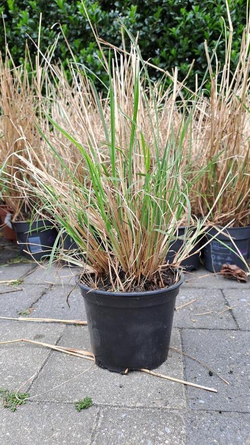 Schizachyrium Scoparium Prairie Blues, Tuin en Terras, Planten | Tuinplanten, Vaste plant, Siergrassen, Volle zon, Zomer, Ophalen