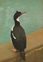 BLAUWOOG  AALSCHOLVER, Verzamelen, Postkaarten | Dieren, Verzenden, Ongelopen, Vogel