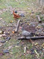 6 poules pondeuses, Animaux & Accessoires, Enlèvement