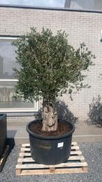 Olijfboom, Tuin en Terras, Planten | Bomen, Ophalen, Olijfboom