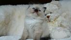 Prachtig Ragdoll kitten (seal mitted) met stamboom, Dieren en Toebehoren, Poes, Met stamboom, 0 tot 2 jaar