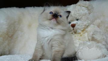 Prachtig Ragdoll kitten (seal mitted) met stamboom  beschikbaar voor biedingen