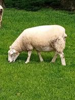 Mouton femelle, Animaux & Accessoires, Moutons, Chèvres & Cochons, Mouton, Femelle, 3 à 5 ans