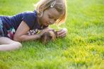 cavia cavia's in vele kleuren beertjes en zeugjes, Cavia, Mei, Meerdere dieren, Tam