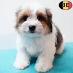 Biewer Yorkshire Terriër - chiots belges à vendre, Animaux & Accessoires, Chiens | Jack Russell & Terriers, Commerçant, Yorkshire Terrier