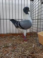 Duitse modena gazzi, Dieren en Toebehoren, Vogels | Duiven