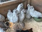 Araucana lavendel kleurige hennen, Dieren en Toebehoren, Pluimvee