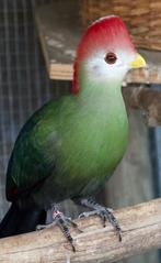 Roodkuif toerako man