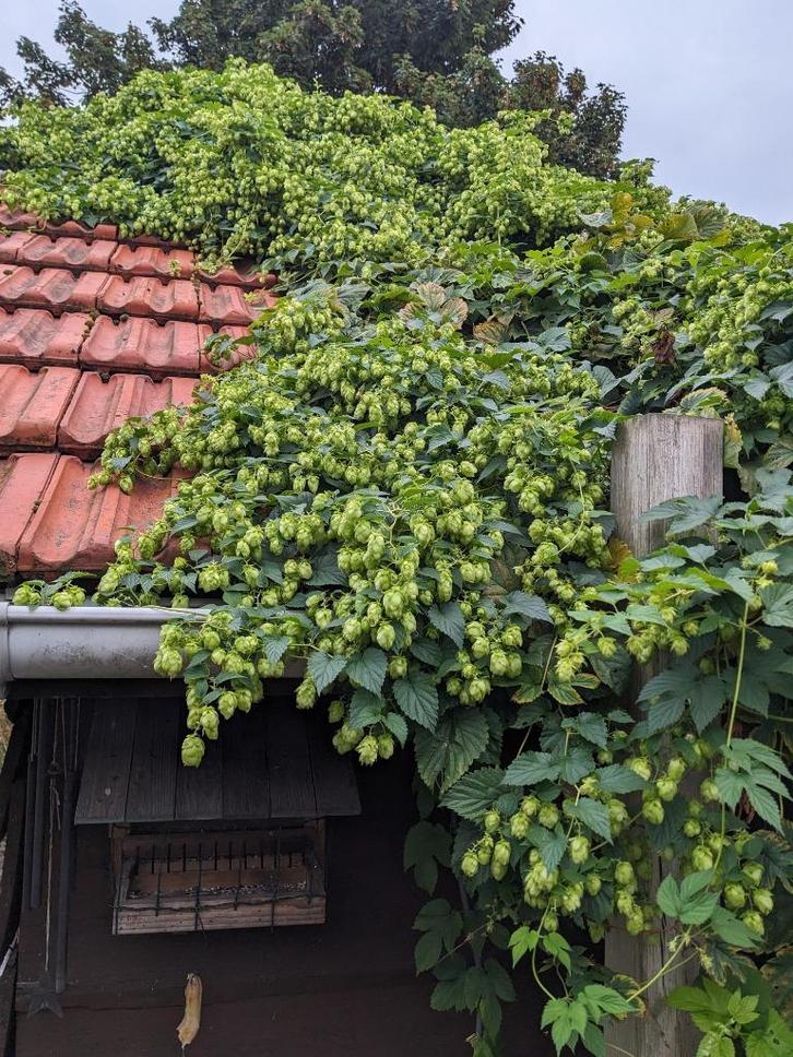 Hopbellen, Huis en Inrichting, Woonaccessoires | Overige, Nieuw, Ophalen