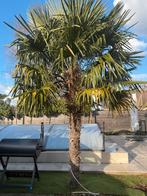 Palmboomen Waaierpalm Trachycarpus Fortunei, Jardin & Terrasse, Plantes | Arbres, Enlèvement, Palmier, 250 à 400 cm