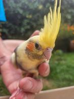Handtamme valkparkieten, Dieren en Toebehoren, Vogels | Parkieten en Papegaaien