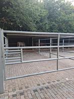 Opfokplaats jaarling/2jaarse hengst/ruin, Dieren en Toebehoren, Paarden, Hengst