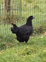 Ayam Cemani hen, Dieren en Toebehoren, Pluimvee