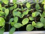 butternut, courgette, pompoen, bloemen, Tuin en Terras, Planten | Tuinplanten, Ophalen