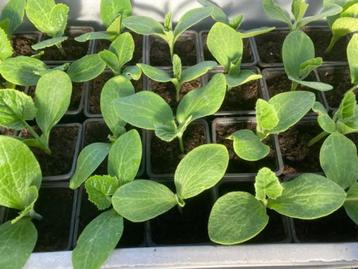 butternut, courgette, pompoen, bloemen, Tuin en Terras, Planten | Tuinplanten, Ophalen