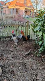 2 volgroeide jonge hanen, Dieren en Toebehoren, Pluimvee, Kip