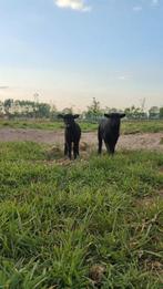 Ouessant lammetjes, Dieren en Toebehoren, Schapen, Geiten en Varkens, Meerdere dieren, Schaap, 0 tot 2 jaar