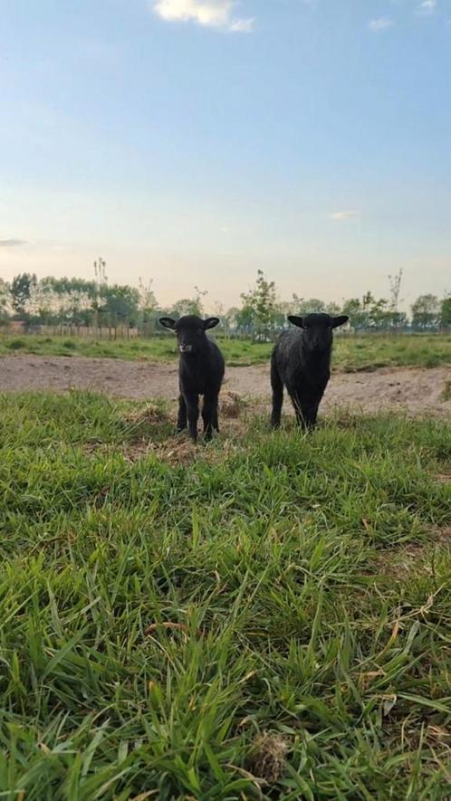 Ouessant lammetjes, Dieren en Toebehoren, Schapen, Geiten en Varkens, Schaap, Meerdere dieren, 0 tot 2 jaar
