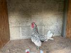 Sebright Haantje