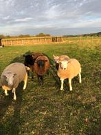 Mooie ooilammeren te koop, Dieren en Toebehoren, Schapen, Geiten en Varkens, Vrouwelijk, Schaap, 0 tot 2 jaar