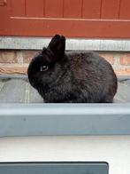 Prachtig klein blijvend zwart konijntje met korte oortjes, Petit