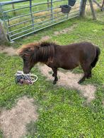 Stamboek merie, Dieren en Toebehoren