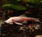 Ancistrussen te koop, Dieren en Toebehoren