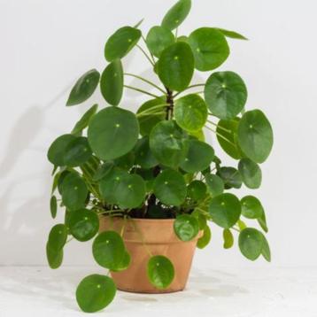 Jonge Pilea peperomioides (pannenkoekenplant) beschikbaar voor biedingen
