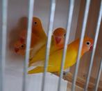 Personata's gele zwartoog split lutino, Geringd